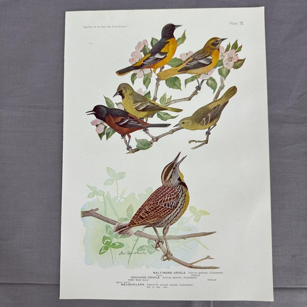 Louis Fuertes Baltimore Orchard Orioles Meadowlark 1936 Vintage Plate Wall Art